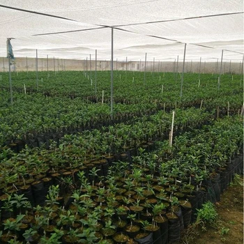 10 Buc PE Pepinieră de Plastic Pungi de Plante Cresc Saci de Răsad în Ghivece Cu Respirabil Grădină Consumabile Gauri Pentru Fructe Legume Flori